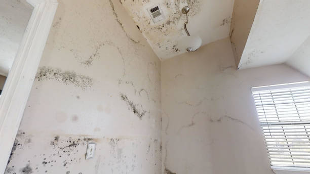Best Water Damage & Mold Remediation  in Elephant Butte, NM