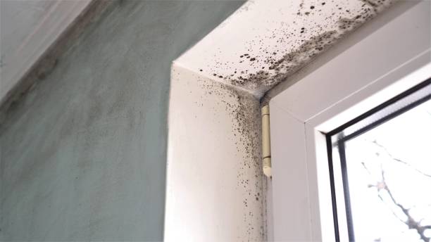 Professional Mold Removal in Elephant Butte, NM