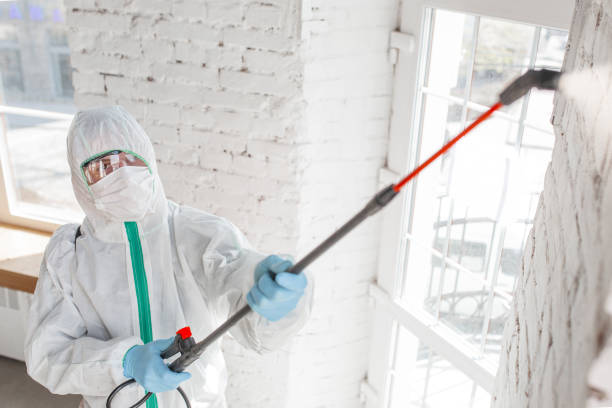  Elephant Butte, NM Mold Removal Pros
