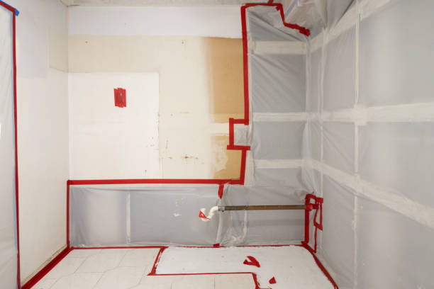 Best Basement Mold Removal  in Elephant Butte, NM