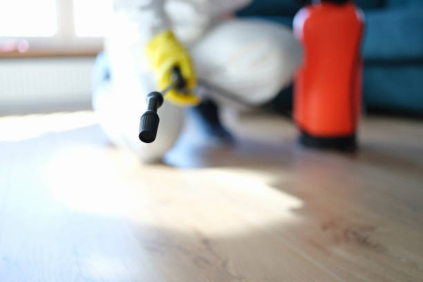 Best Emergency Mold Remediation  in Elephant Butte, NM