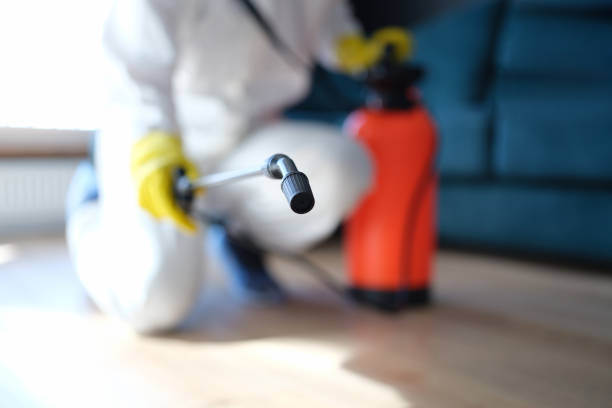 Best Mold Odor Removal Services  in Elephant Butte, NM