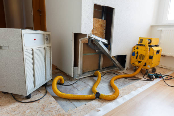 Best Mold-Related Health Consultation  in Elephant Butte, NM
