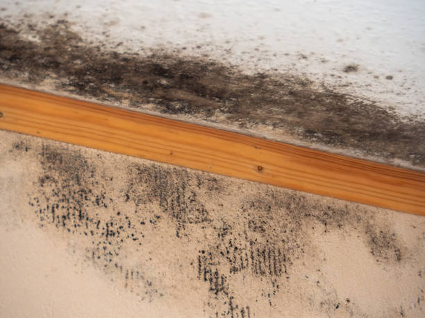 Best Asbestos and Lead Testing During Mold Inspection  in Elephant Butte, NM