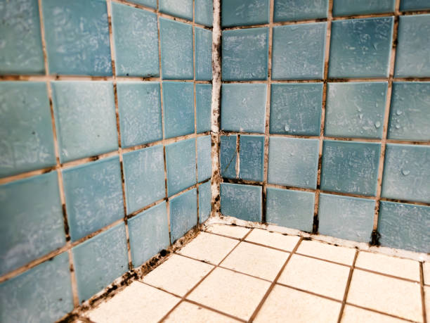 Best Residential Mold Inspection & Testing  in Elephant Butte, NM