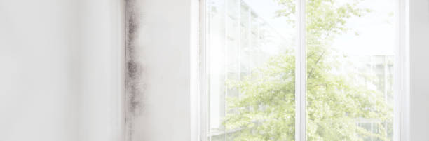Best Residential Mold Inspection & Testing  in Elephant Butte, NM