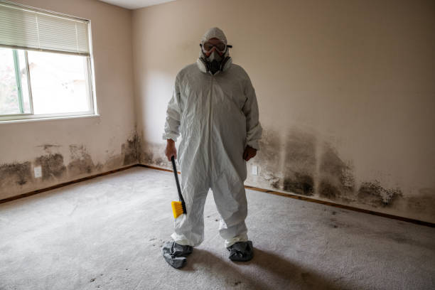 Best Mold Damage Restoration  in Elephant Butte, NM